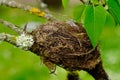 Bird nest in branch tree forest empty in nature Royalty Free Stock Photo