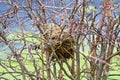 A bird nest built in bare branches Royalty Free Stock Photo