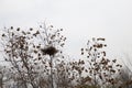 Bird nest in a bush branches