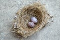Bird nest on cement floor Royalty Free Stock Photo
