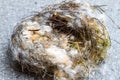 Bird nest with downy feathers