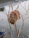 bird nest on dry tree Royalty Free Stock Photo