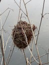 bird nest on dry tree Royalty Free Stock Photo