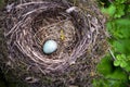 Bird nest with egg in wild nature Royalty Free Stock Photo