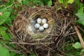 Bird nest with eggs Royalty Free Stock Photo