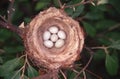 Bird Nest with Eggs