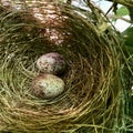 Bird Nest Eggs brown bird nest Royalty Free Stock Photo