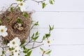 Bird Nest and Eggs with White Flowering Dogwood Royalty Free Stock Photo