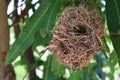 Bird nest empty on  branch of the tree closeup. Royalty Free Stock Photo