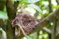 Bird nest empty in branch tree on spring green background blurred Royalty Free Stock Photo