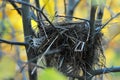 Bird nest 3 Royalty Free Stock Photo