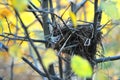 Bird nest Royalty Free Stock Photo