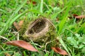 Bird nest empty green grass nature wildlife Royalty Free Stock Photo