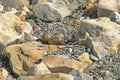 Bird nest. Eurasian oystercatcher, Haematopus ostralegus Royalty Free Stock Photo