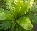 Bird nest fern Asplenium Nidus. Botanical garden KIT Karlsruhe, Germany, Europe Royalty Free Stock Photo