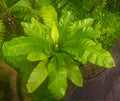 Bird nest fern Asplenium Nidus. Botanical garden KIT Karlsruhe, Germany, Europe Royalty Free Stock Photo