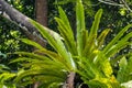 Bird nest fern, Asplenium nidus, on a branch in a rainforest Royalty Free Stock Photo