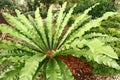 Bird nest fern Royalty Free Stock Photo