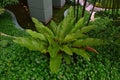 Bird nest fern planted next to a pond in residential area Royalty Free Stock Photo