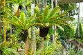 Bird nest fern