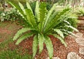 Bird nest fern Royalty Free Stock Photo