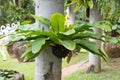 Bird nest fern, tropical fern Royalty Free Stock Photo