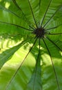 Bird nest fern