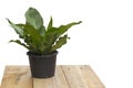 Bird nest fern on the wooden floor in isolated Royalty Free Stock Photo