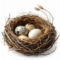 Bird Nest Filled with Speckled Eggs on White Background Symbolizing Nature Royalty Free Stock Photo