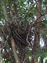 Bird nest