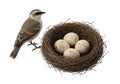 Bird and nest with four eggs on white background Royalty Free Stock Photo