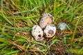 bird nest on grass field with three eggs inside, bird eggs on birds nest and feather in summer forest , eggs easter concept Royalty Free Stock Photo