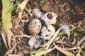 bird nest on ground with three eggs inside, bird eggs on birds nest and feather in summer forest , eggs easter concept Royalty Free Stock Photo