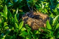 Bird nest hidden in a bush with green leaves, birds home, animal crafted objects