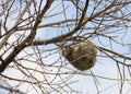 Bird nest high in tree in Spring. Royalty Free Stock Photo
