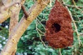 Bird nest house shelter hangging off a branch of a tree Royalty Free Stock Photo