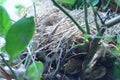 Bird nest on the lemon tree in the garden