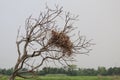 Bird nest in a lifeless tree Royalty Free Stock Photo