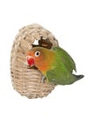 Bird nest and lovebird Royalty Free Stock Photo