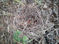 Abandoned pigeon nest fallen on the ground