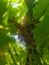 Bird nest in the middle of nature