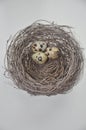 Egg in naturally created empty bird's nest isolated on white Royalty Free Stock Photo