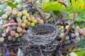 Bird nest in the nature. Empty birds nest among grapes and grapevine.