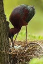 Bird in the nest. Nesting time. Brown bird in the nest. Nest with eggs. Glossy Ibis, Plegadis falcinellus, in the nest. Ibis in th Royalty Free Stock Photo