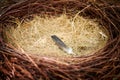 Bird nest with one feather on straw, empty abandoned bird nest made of branches and straw, close up