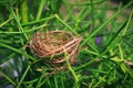 Bird nest on pencil cactus plant