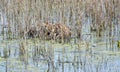 Bird nest in a pond Royalty Free Stock Photo