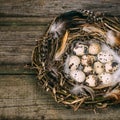 Bird nest with Quail eggs and feather on rustic wood background Royalty Free Stock Photo