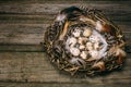 Bird nest with Quail eggs and feather on rustic wood background Royalty Free Stock Photo