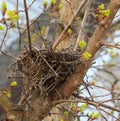 Bird nest for rent Royalty Free Stock Photo